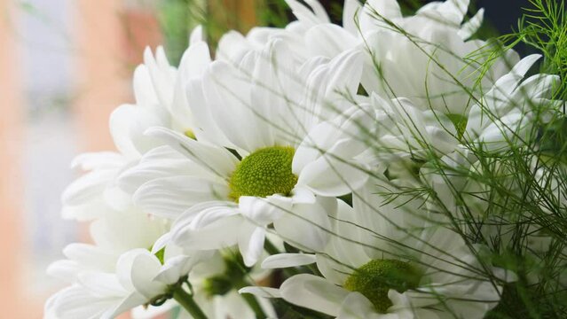 Bouquet of beautiful white daisies. Marguerite petals close up. Argyranthemum frutescens