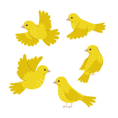 Set of cute yellow canaries isolated on white background. Vector graphics.