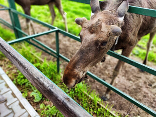 A moose at the special moose farm in Kostroma region in forest in Russia. Yound elk in zoo with visitors