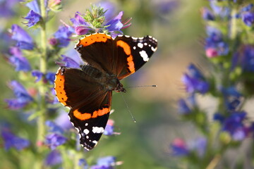 Rad Admiral (Vanessa atalanta), beautiful butterfly on flower