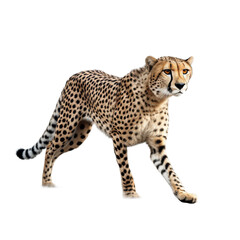 cheetah transparent background