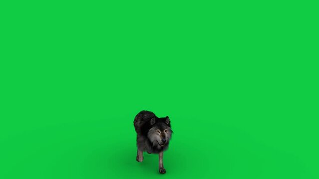 3D animation on green screen of a dire wolf standing up from sitting position and walking forward slowly.