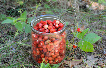 Wild Strawberries: Medicinal Weed and Superfood. Picking wild strawberries (Fragaria virginiana) in the forest. Glass jar full of red wild strawberries or Fragaria virginiana.