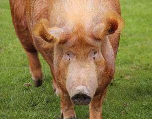 Fototapeta premium The Face of a Large Adult Tamworth Farm Pig.