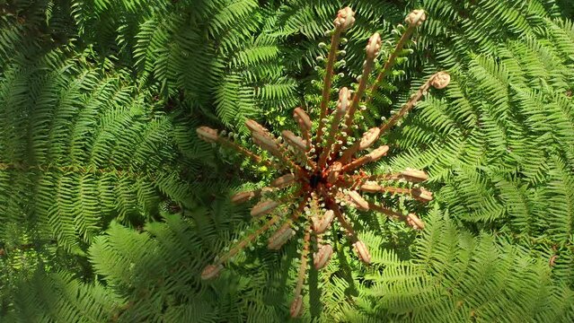 Green fern leaves calm and tranquil nature background