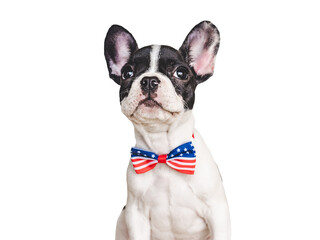 Charming puppy and a bow-tie in the colors of the American Flag. Close-up, indoors. Isolated background. Studio shot. Congratulations for family, loved ones, friends and colleagues. Pets care concept