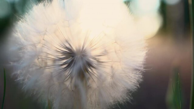 Dandelion close up against sun and sky during the sunset