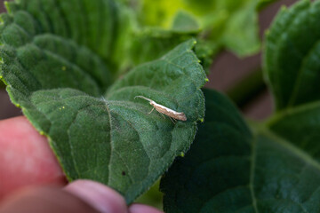 Diamond-back moth (Plutella xylostella). Migratory insect in the family Plutellidae, known as a pest of vegetable crops including cabbage
