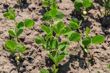 Fresh green soy plants on the field in spring. Rows of young soybean plants 