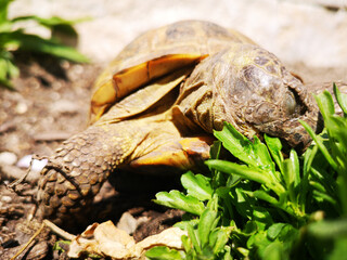 Naklejka premium tortoise eating arugola