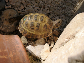 tortoise in the garden