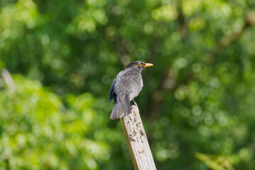 Male eurasian blackbird (Turdus merula) sitting on wood stump in Zurich, Switzerland