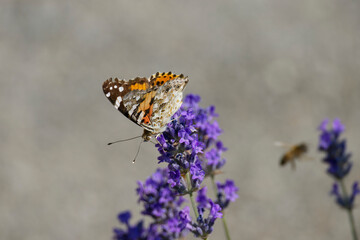 Painted Lady (Vanessa cardui) butterfly perched on lavender in Zurich, Switzerland