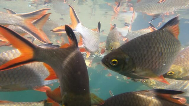 Swarm of Red tailed tinfoil fish swim in the water underwater view