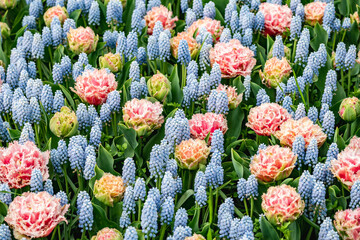 A colorful carpet of blue muscari and pink peony tulips
