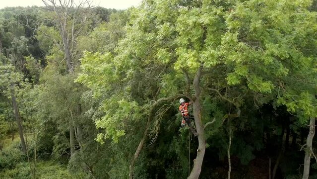 Arborist cutting down tree with petrol chainsaw