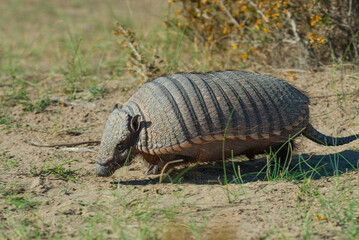 Hairy Armadillo, in desert environment, Peninsula Valdes, Patagonia, Argentina