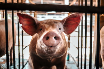 Portrait of cute breeder pig with dirty snout, Close-up of Pig's snout.Big pig on a farm in a...