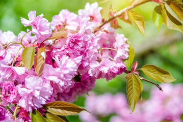Japanese cherry blossoms on a green natural background
