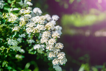 Spirea bushes bloom in the spring in May
