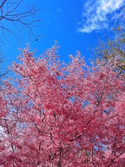 Pink tree