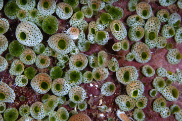 Detail of small tunicates colonizing a coral reef in Komodo National Park, Indonesia. Tunicates...
