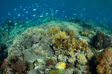 Fototapeta na wymiar Corals and fish thrive on a shallow coral reef near Komodo, Indonesia. This warm, tropical region is home to extraordinary marine biodiversity and is a popular area for scuba diving and snorkeling.