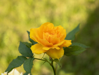 Rose, Carduus, plant, flower, nature, purple, natural, floral
