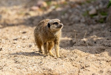Fototapeta premium Meerkat (Suricata suricatta) in its natural habitat