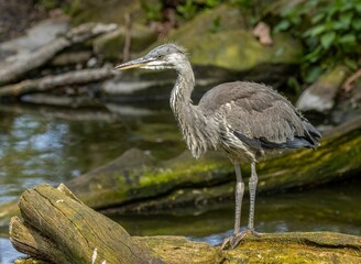 Juvenile grey heron beside the water