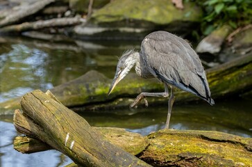 Juvenile grey heron beside the water
