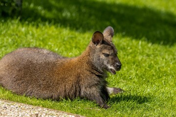 Red-necked wallaby lying on green grass