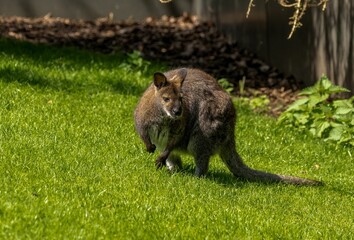 Red-necked wallaby standing on green grass