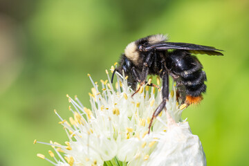 Flying honey bumblebee collecting bee pollen from onion flower. Bee collecting honey.