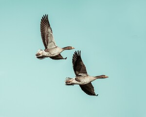 Closeup of two geese flying in a blue sky