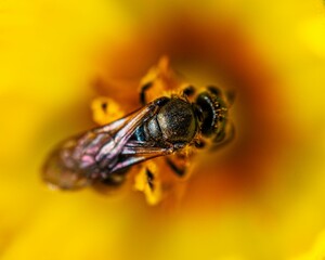 Closeup of an insect perched on a yellow flower