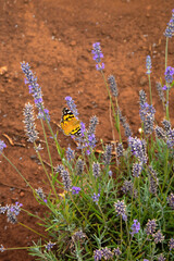 Orange butterfly visits a lavender flowers in a field - 614768807