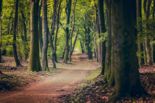 Path with Dirth in middle of wooden  forrest, surrounded by green bushes leaves