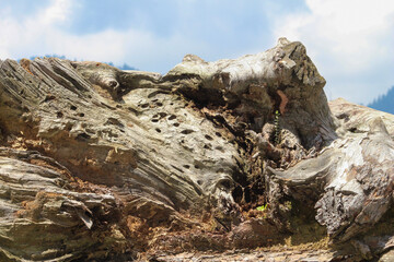  Damage tree in the mountains