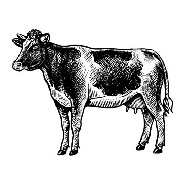 standing cow vintage sketch