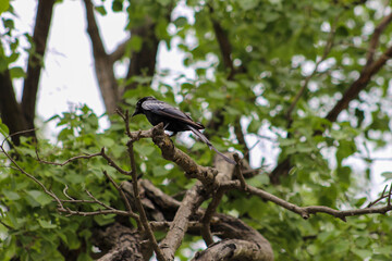 black bird sitting on the tree branch