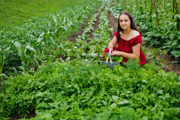 A woman in a red dress collects lettuce leaves, arugula, dill, cilantro, parsley in the garden. Growing organic greens and herbs for cooking. Concept of healthy eating