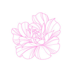 Rose © Pherry