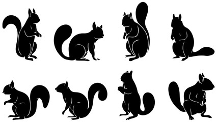 collection of the squirrel