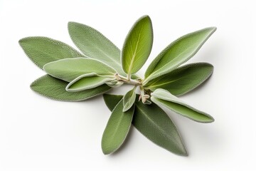 Obraz na płótnie Canvas Top view of fresh sage herb on white background with clipping path and full depth of field. Flat lay. Generative AI