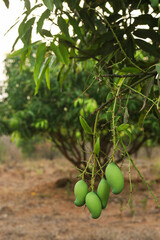 Bunch of Green Alphonso Mangoes on Tree Bathed in Evening Sunlight