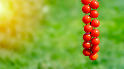Close up of harvest of cherry tomatoes in garden  in sunny summer day