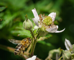 bee on it's way to a blackberry blossom