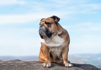 Red English bulldog on top of mountain sitting on top of mountain at Peak District on a sunny warm day.