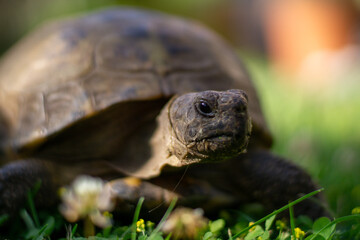 tortoise in the garden